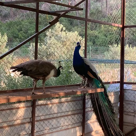 Doga Ciftlik 말마리스