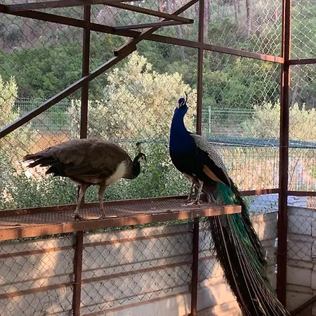 Doga Ciftlik מרמריס