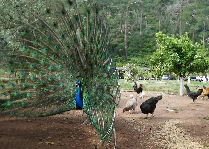 Doga Ciftlik 3*